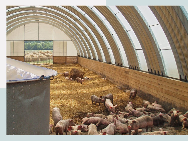 Строительство свинарников в Сарове